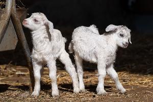 Zuwachs bei den Kaschmirziegen in der Wilhelma